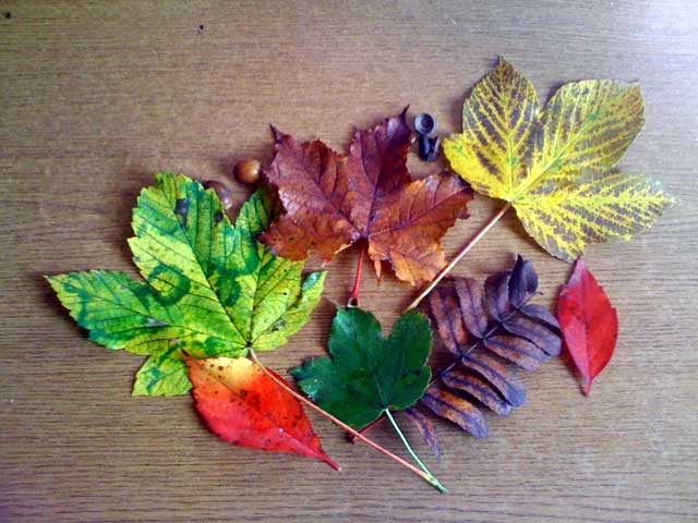 Blätter